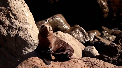 Unimpressed Seal Видео 130587232