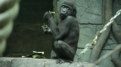 An uninhibited gorilla kid on stone wall background eating water-melon peel. Stock Footage 46388973
