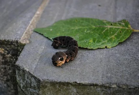Uninvited guest Stock Photos