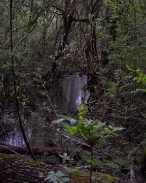 Uninviting stream in a swamp Foto stock