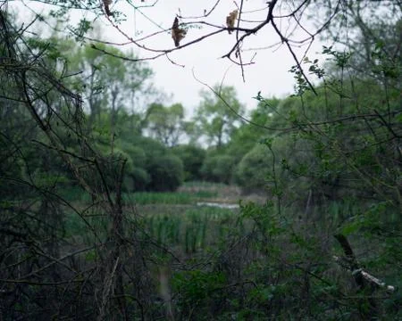 Uninviting swamp Stock Photos
