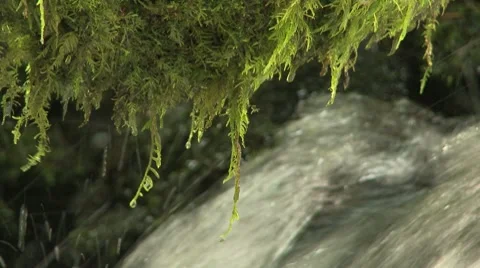 Union Creek 09 Video stock 7748439