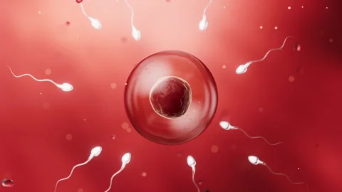 The union of sperm and an egg cell, 3d rendering. Stock Footage 346671669