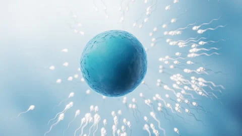 The union of sperm and an egg cell, 3d rendering. Stock Footage 346735136