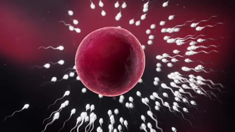 The union of sperm and an egg cell, 3d rendering. Stock Footage 346739296
