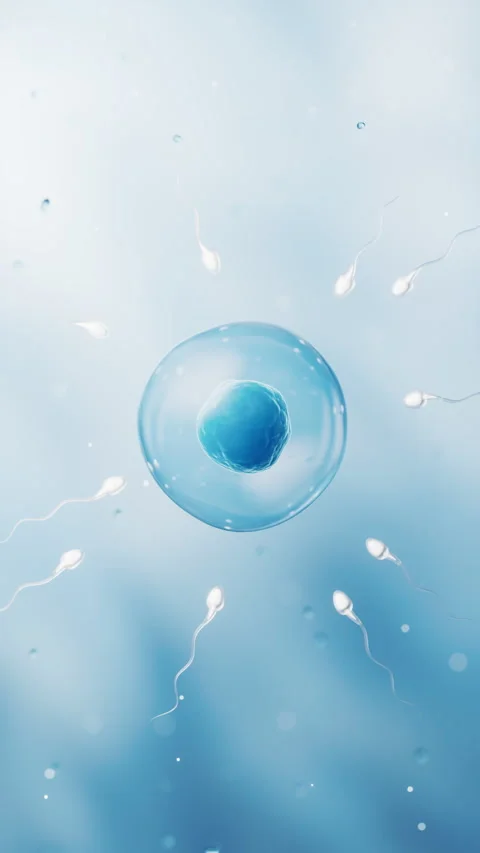 The union of sperm and an egg cell, 3d rendering. Stock Footage 346740770