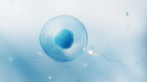 The union of sperm and an egg cell, 3d rendering. Stock Footage 346754378