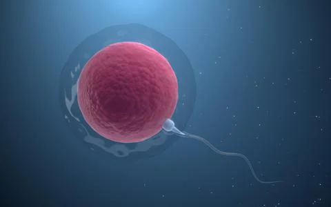 The union of sperm and an egg cell, 3d rendering. Illustrazione stock