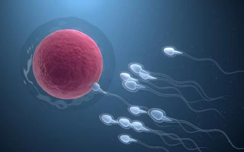 The union of sperm and an egg cell, 3d rendering. Stock Illustration
