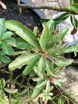 Unique Adenium Leaf Pattern with Green and Red Lines Stock Photos