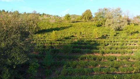 Unique aerial view flying over tea plantation on hill, tea crops in row pattern Stock Footage 120163956