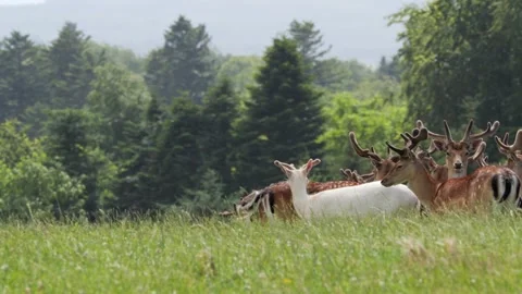 Unique albino fallow deer buck standing in a herd Vídeo Stock 338236011