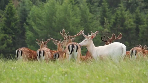 Unique albino fallow deer grazing with herd Stock Footage 338237216