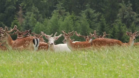 Unique albino fallow deer standing out in a herd Stock-Footage 338237165