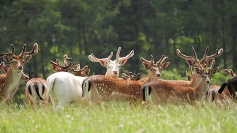 Unique albino fallow deer standing out in a herd Vídeo Stock 338237670
