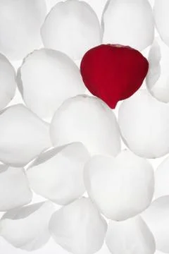 Unique, alone red petal between white pattern Stock Photos