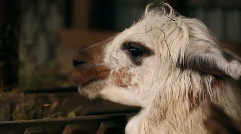 Unique alpaca head close-up Stock Footage 47839664