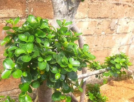 Unique and beautiful plants Stock Photos