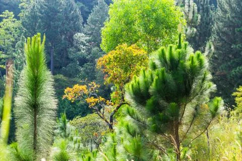 Unique and beautiful trees 库存照片