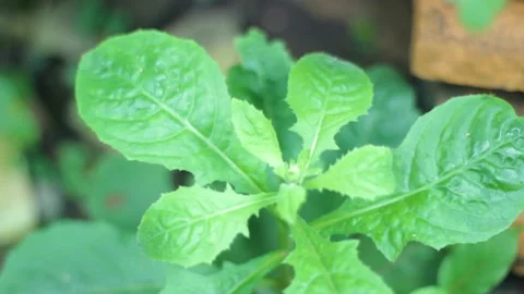 Unique and fresh looking wild plants Stock Footage 235760738