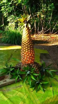 Unique and magical pineapple Stock Photos