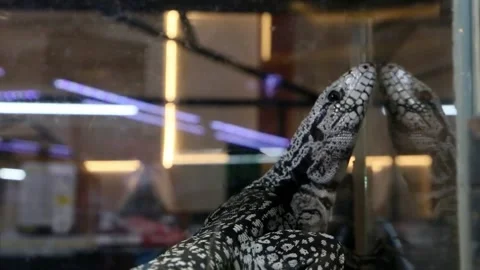 Unique and rare skinned lizard found in the world Stock Footage 300445398