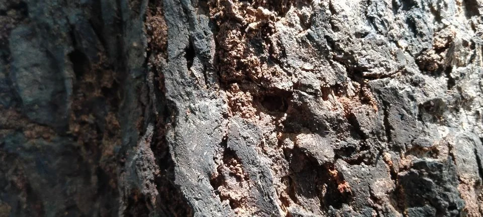 Unique and Rugged Bark Patterns on a Tropical Petai Tree Trunk Stock Photos
