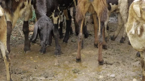 Unique and SEO-Friendly Goat Title - Discover the Best Breeds Stock Footage 320924313