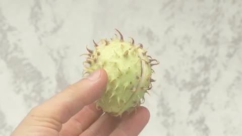 A unique and textured green fruit that features spines, perfect for various uses 動画素材 286040222