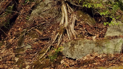 Unique and unusual birch tree roots bound and growing on rocky stone Video stock 132697347
