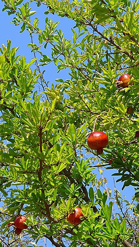 Unique and vivid berries and leaves of yew tree with blue sky background,Verti01 库存影片 343548540