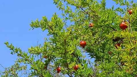 Unique and vivid berries and leaves of yew tree with blue sky background,01 库存影片 343548553