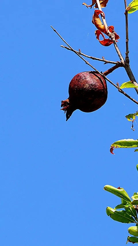 Unique and vivid berries and leaves of yew tree with blue sky background,Verti02 库存影片 343548709
