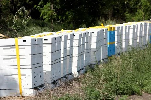 Unique apiary from polyfoam. New technology for growing bees. Honey bees. Eco Stock Photos