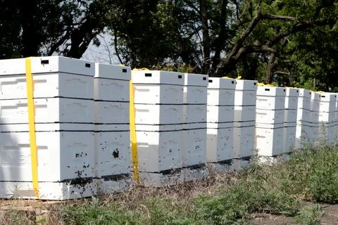 Unique apiary from polyfoam. New technology for growing bees. Honey bees. Eco Stock Photos