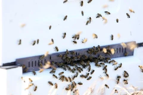 Unique apiary from polyfoam. New technology for growing bees. Honey bees. Eco Stock Photos