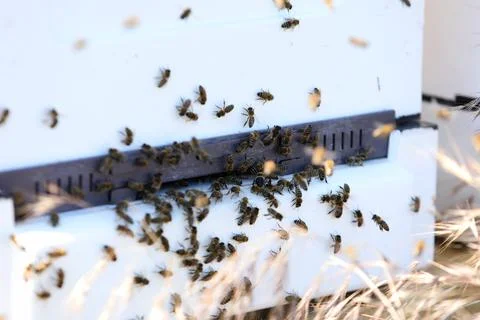 Unique apiary from polyfoam. New technology for growing bees. Honey bees. Eco Stock Photos