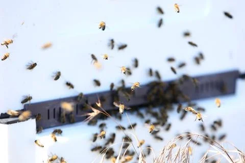 Unique apiary from polyfoam. New technology for growing bees. Honey bees. Eco Stock Photos