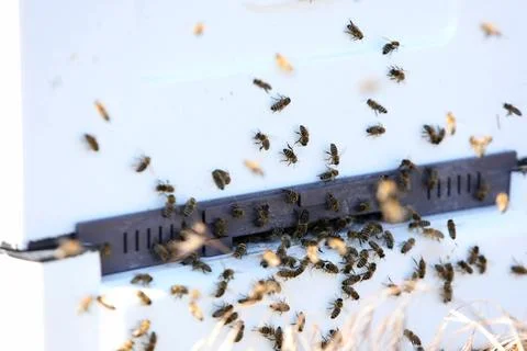Unique apiary from polyfoam. New technology for growing bees. Honey bees. Eco Stock Photos