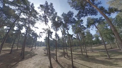 Unique ascending and panning view of pine forest on sunny day Stock Footage 118252033
