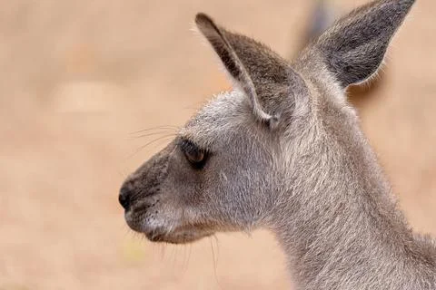 The Unique Australian Kangaroo Stock Photos