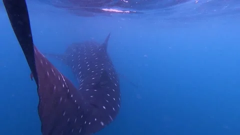 Unique Background Shot of a Whale Shark Fin in Pacific Ocean Stock Footage 142657551