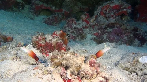Unique beautiful fish on background of clear seabed underwater of Maldives. Stock Footage 76012372