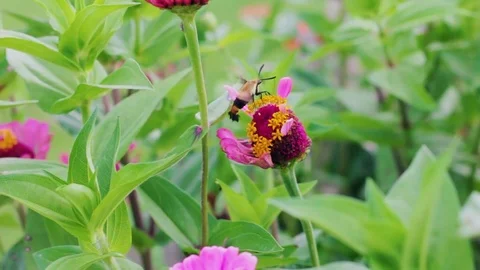 Unique Bee Gathering Pollen Stock Footage 78771354