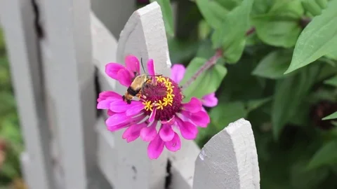 Unique Bee Gathering Pollen Stock Footage 78771358