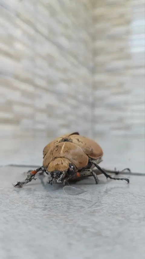 Unique beetle moves Stock Footage 223966975