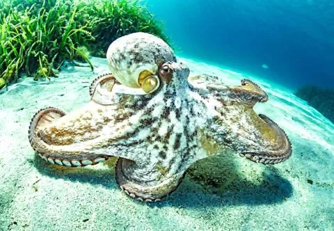 Unique Behavior of an Octopus Underwater. Stock Photos