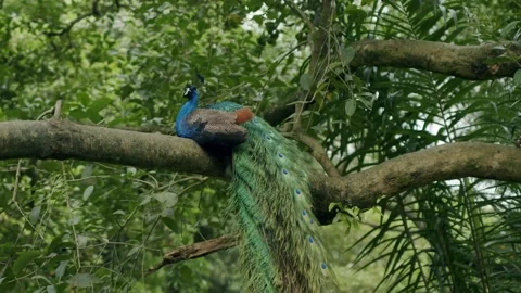 Unique bird sitting on a tree Stock Footage 236603364