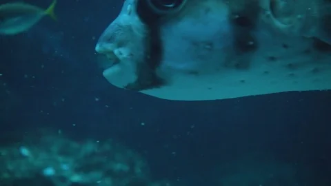 Unique Blowfish, Puffer fish closeup Stock Footage 75026257