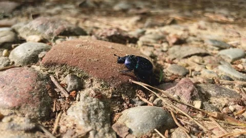 Unique blue beetle crawls over stones in a natural setting Video stock 314424332